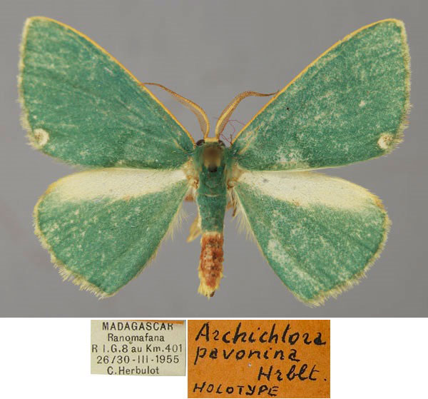 /filer/webapps/moths/media/images/P/pavonina_Archichlora_HT_ZSM_01.jpg