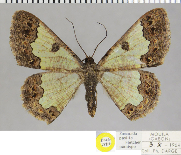 /filer/webapps/moths/media/images/P/paxilla_Zamarada_PTF_ZSM.jpg