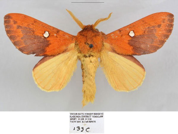 /filer/webapps/moths/media/images/P/pearlae_Hypotrabala_HT_Mueller.jpg