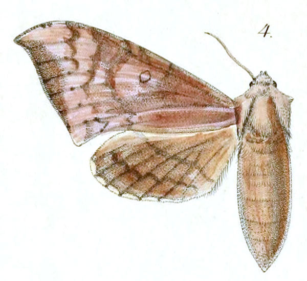 /filer/webapps/moths/media/images/P/pechuelii_Smerinthus_HT_Dewitz_1-4.jpg