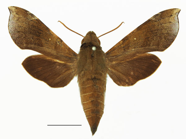 /filer/webapps/moths/media/images/P/peckoveri_Temnora_AF_Basquin.jpg