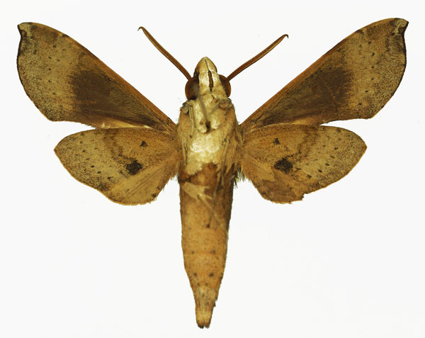 /filer/webapps/moths/media/images/P/peckoveri_Temnora_AM_Basquinb.jpg