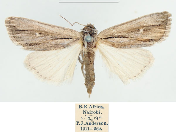 /filer/webapps/moths/media/images/P/pectinata_Aspidifrontia_AF_BMNH.jpg