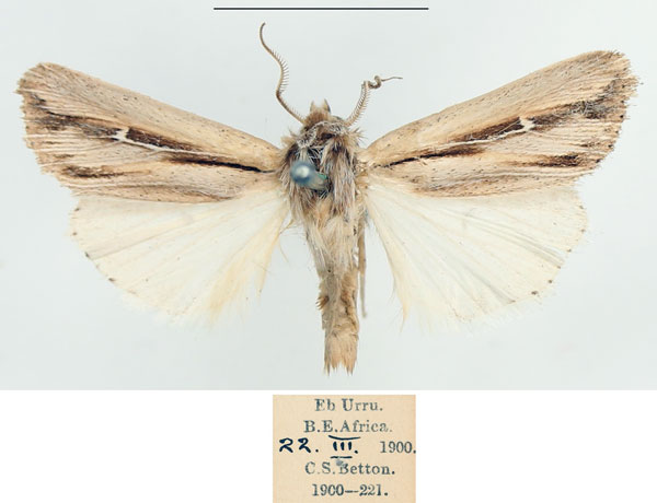 /filer/webapps/moths/media/images/P/pectinata_Aspidifrontia_AM_BMNH.jpg