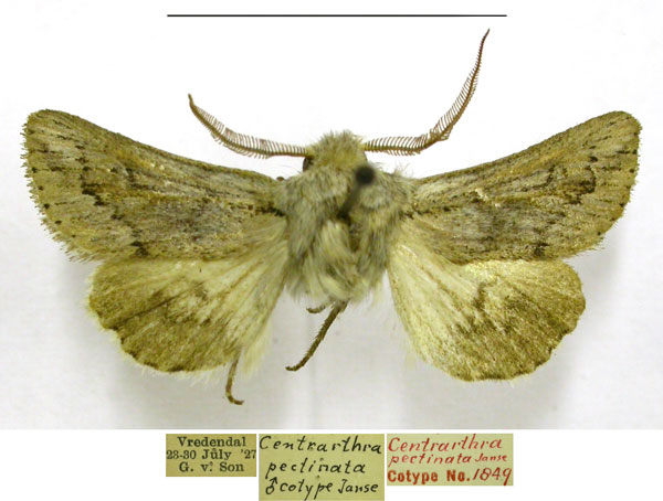 /filer/webapps/moths/media/images/P/pectinata_Centrartha_PTM_TMSA.jpg