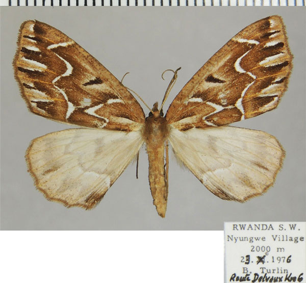 /filer/webapps/moths/media/images/P/pectinata_Idiodes_AF_ZSM.jpg