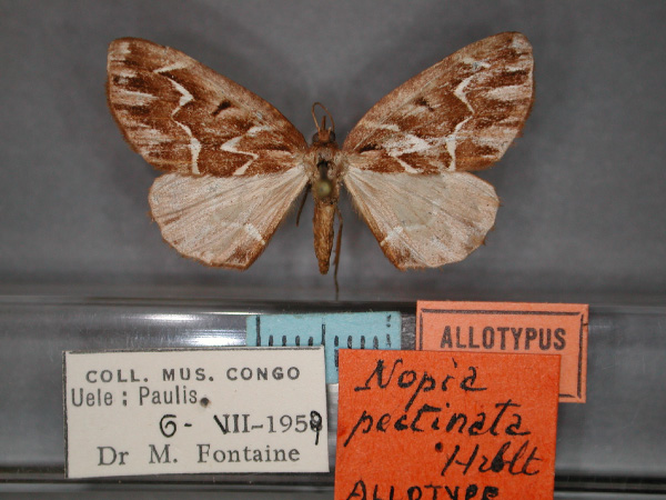 /filer/webapps/moths/media/images/P/pectinata_Idiodes_AT_RMCA_01.jpg