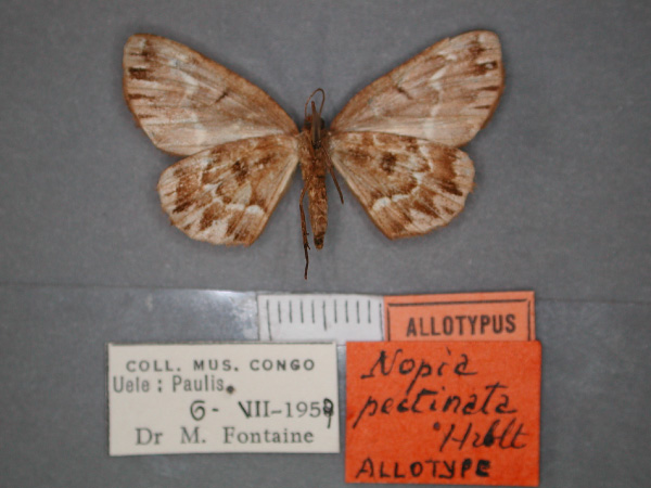 /filer/webapps/moths/media/images/P/pectinata_Idiodes_AT_RMCA_02.jpg