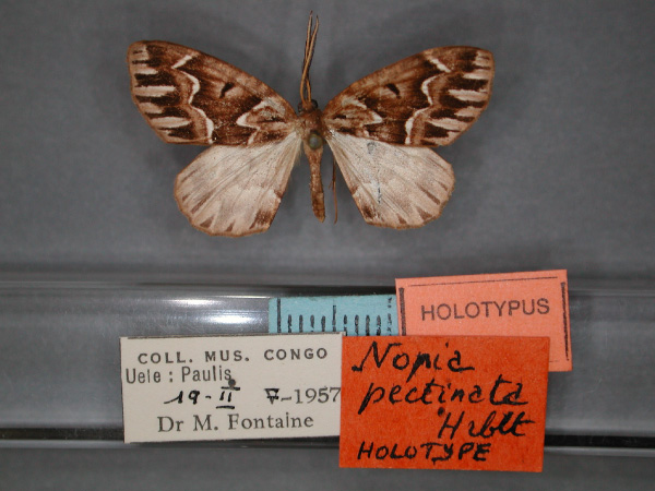 /filer/webapps/moths/media/images/P/pectinata_Idiodes_HT_RMCA_01.jpg