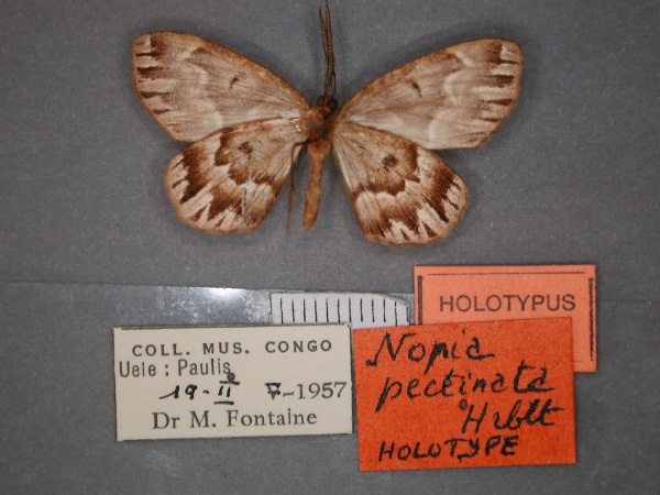 /filer/webapps/moths/media/images/P/pectinata_Idiodes_HT_RMCA_02.jpg