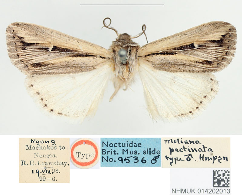 /filer/webapps/moths/media/images/P/pectinata_Meliana_STM_BMNH.jpg