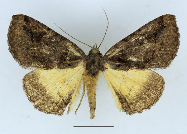 /filer/webapps/moths/media/images/P/pectinata_Remigiodes_AM_Aulombard.jpg