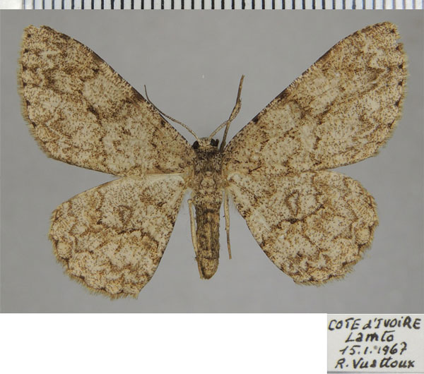 /filer/webapps/moths/media/images/P/pectinata_Zeuctoboarmia_AF_ZSM.jpg