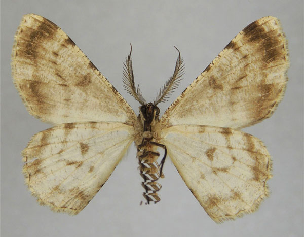 /filer/webapps/moths/media/images/P/pectinata_Zeuctoboarmia_AM_ZSMb.jpg