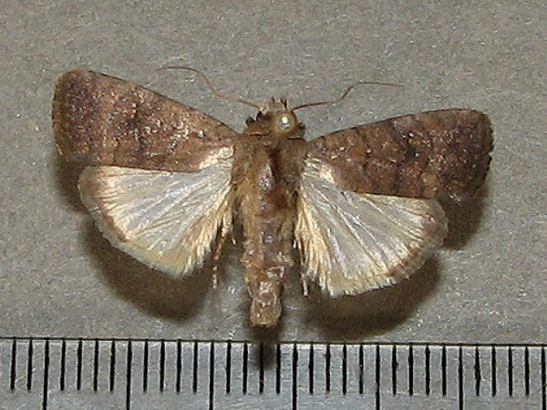 /filer/webapps/moths/media/images/P/pectinatissima_Athetis_A_Goff_01.jpg