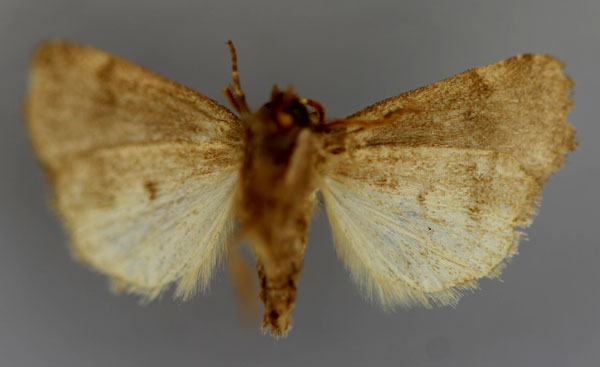 /filer/webapps/moths/media/images/P/pectinatissima_Athetis_HT_RMCA_02.jpg