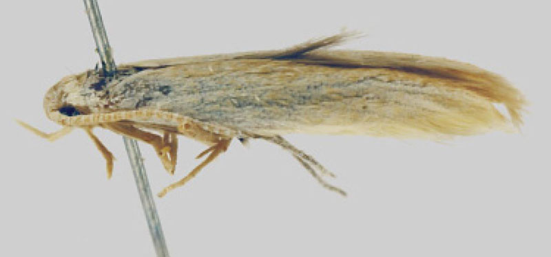 /filer/webapps/moths/media/images/P/pectinella_Coleophora_HT_MfN.jpg