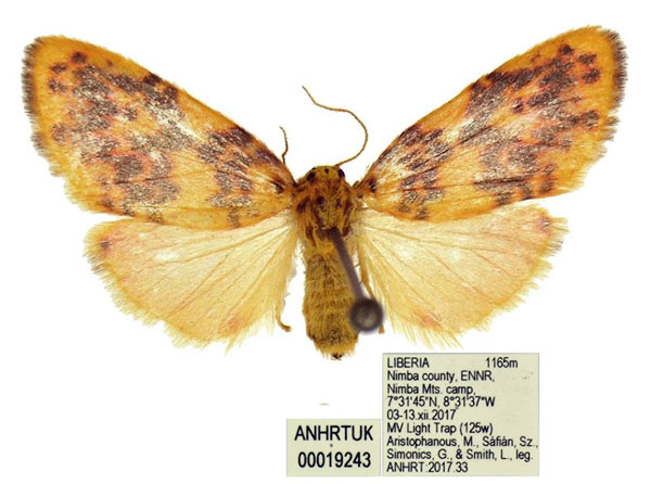 /filer/webapps/moths/media/images/P/pectinella_Parafrasura_AF_ANHRT.jpg