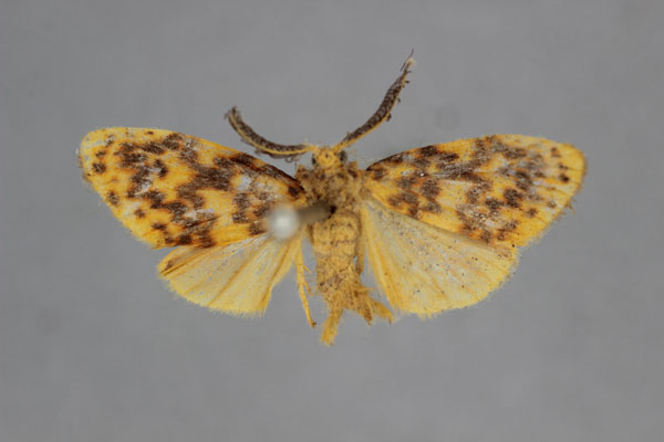 /filer/webapps/moths/media/images/P/pectinella_Parafrasura_A_BMNH.jpg