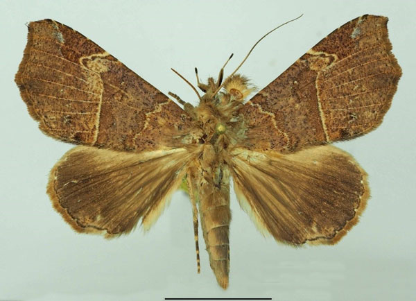 /filer/webapps/moths/media/images/P/pectinicornis_Euheterospila_AF_Basquin.jpg