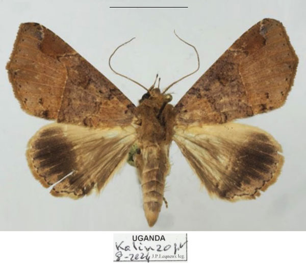 /filer/webapps/moths/media/images/P/pectinicornis_Euheterospila_AF_Basquin_02.jpg