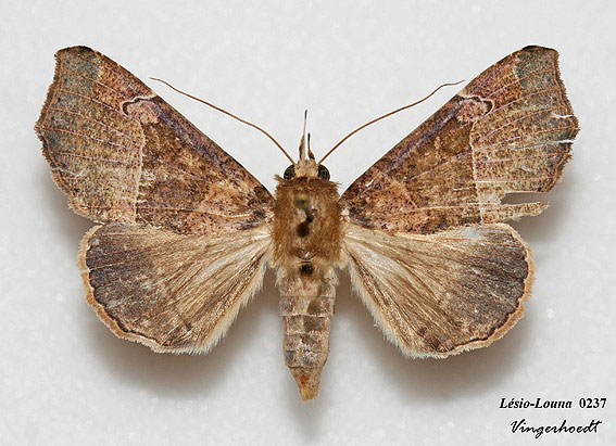/filer/webapps/moths/media/images/P/pectinicornis_Euheterospila_AF_Vingerhoedt.jpg