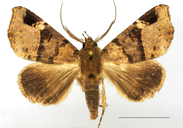 /filer/webapps/moths/media/images/P/pectinicornis_Euheterospila_AM_Basquin.jpg