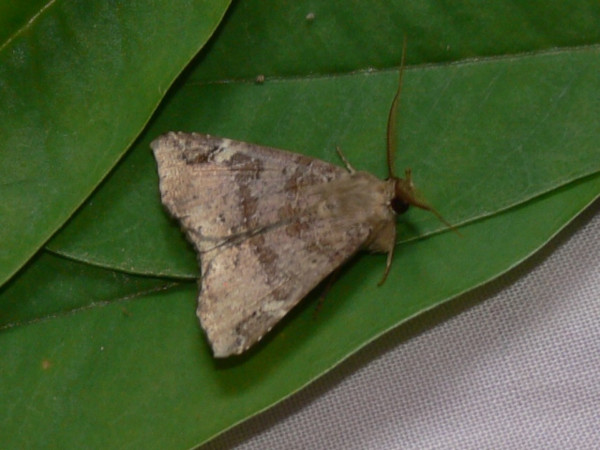 /filer/webapps/moths/media/images/P/pectinicornis_Euheterospila_AM_Goff_01.JPG