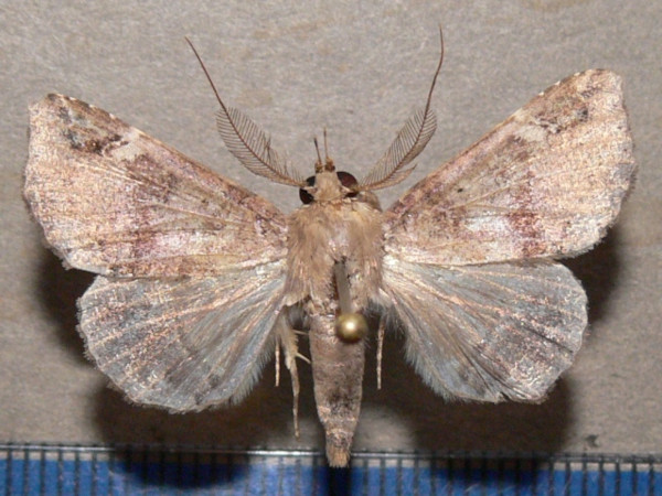 /filer/webapps/moths/media/images/P/pectinicornis_Euheterospila_AM_Goffa_02.JPG