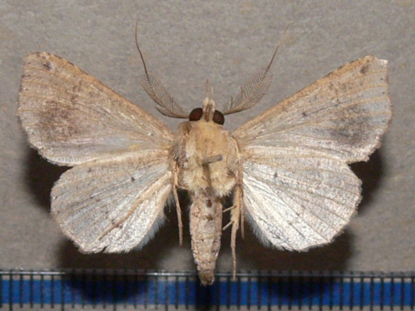 /filer/webapps/moths/media/images/P/pectinicornis_Euheterospila_AM_Goffb_02.JPG