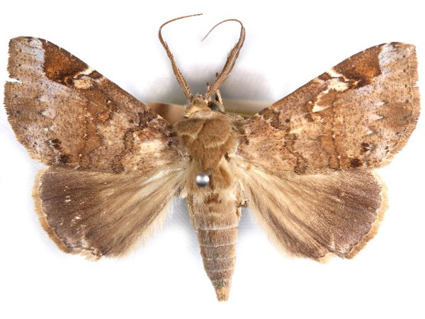 /filer/webapps/moths/media/images/P/pectinicornis_Euheterospila_AM_NHMO_02.jpg
