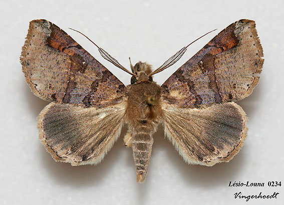 /filer/webapps/moths/media/images/P/pectinicornis_Euheterospila_AM_Vingerhoedt.jpg