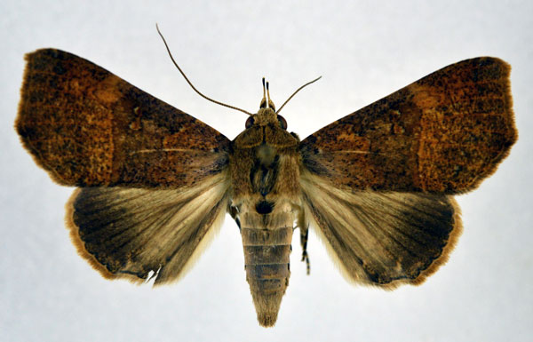 /filer/webapps/moths/media/images/P/pectinicornis_Giria_AF_NHMO.jpg