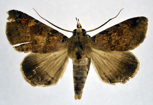 /filer/webapps/moths/media/images/P/pectinicornis_Giria_AM_NHMO.jpg