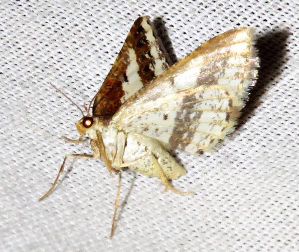 /filer/webapps/moths/media/images/P/pectinicornis_Ligdia_A_Braun_05.jpg