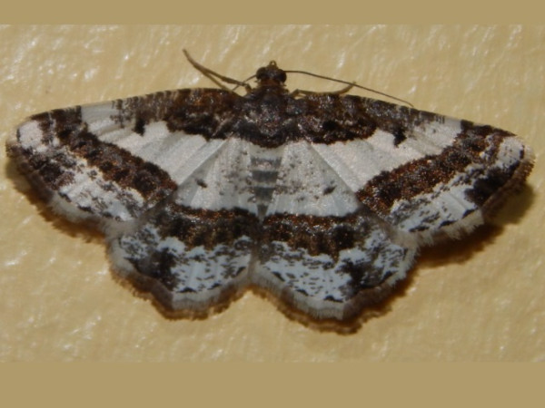 /filer/webapps/moths/media/images/P/pectinicornis_Ligdia_A_Grobler.jpg