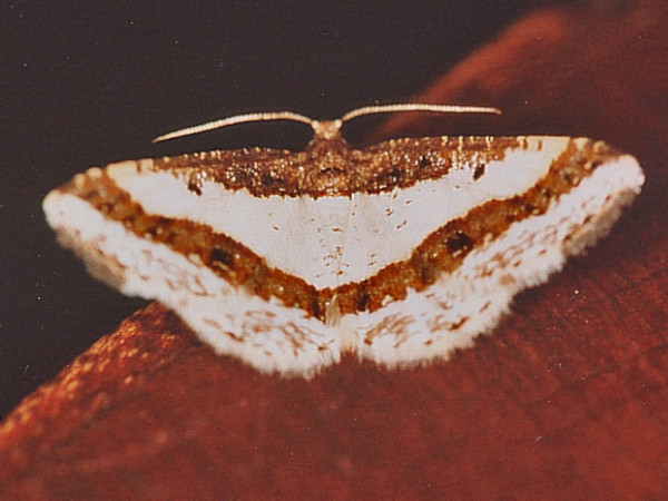 /filer/webapps/moths/media/images/P/pectinicornis_Ligdia_A_Roland.jpg