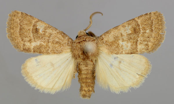 /filer/webapps/moths/media/images/P/pectinifer_Athetis_A_RMCA_01.jpg