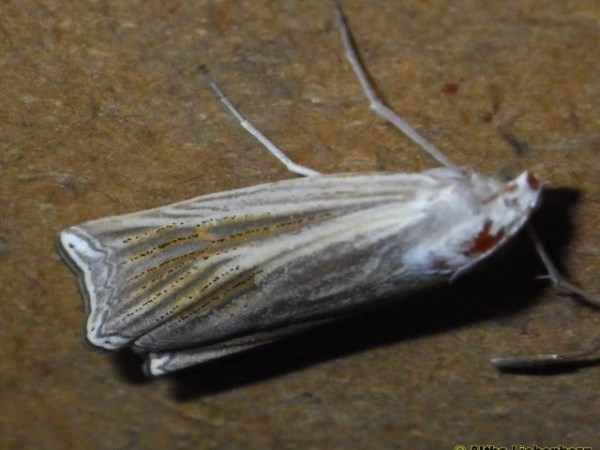 /filer/webapps/moths/media/images/P/pectinifera_Ancylolomia_A_Liebenberg.jpg