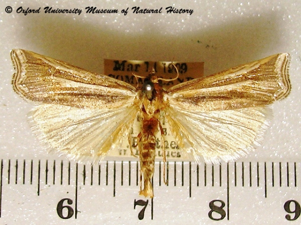 /filer/webapps/moths/media/images/P/pectinifera_Ancylolomia_A_OUMNH_01g.jpg