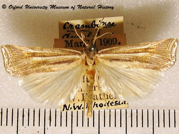 /filer/webapps/moths/media/images/P/pectinifera_Ancylolomia_A_OUMNH_02g.jpg