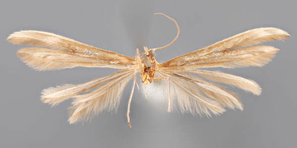 /filer/webapps/moths/media/images/P/pectodactylus_Pterophorus_LT_MfNb.jpg