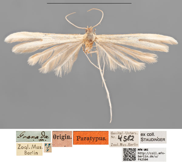 /filer/webapps/moths/media/images/P/pectodactylus_Pterophorus_PLT_MfNa.jpg