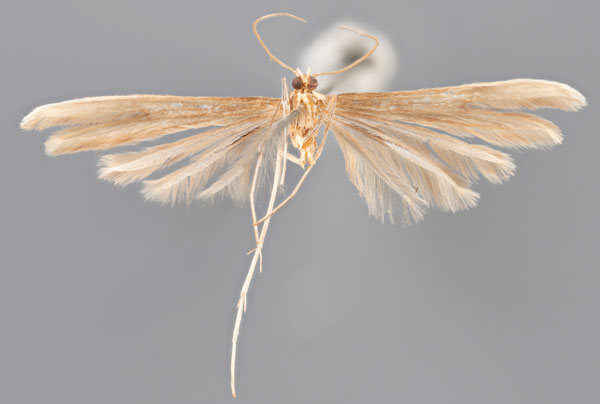 /filer/webapps/moths/media/images/P/pectodactylus_Pterophorus_PLT_MfNb.jpg