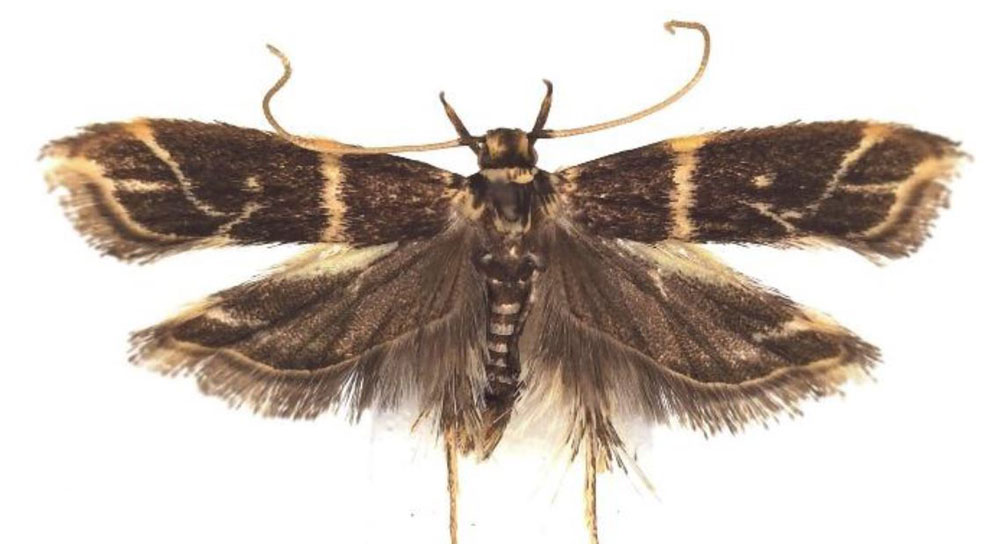 /filer/webapps/moths/media/images/P/pedalis_Dragmatucha_HT_BMNH.jpg