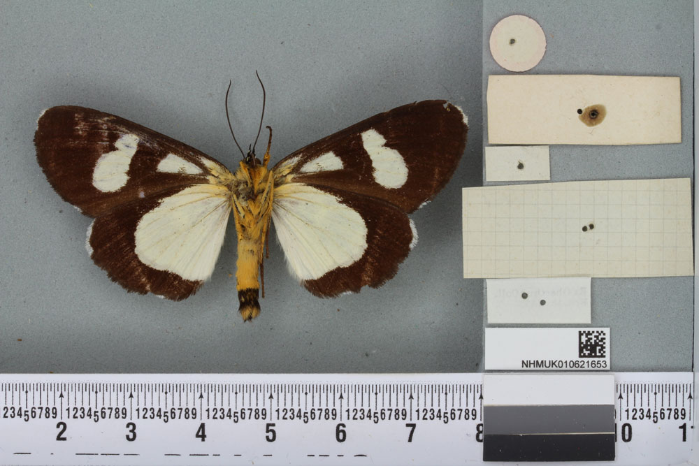 /filer/webapps/moths/media/images/P/pedasus_Agarista_HT_BMNHb.jpg