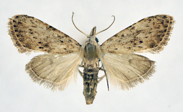 /filer/webapps/moths/media/images/P/pedata_Meganola_A_NHMO.jpg