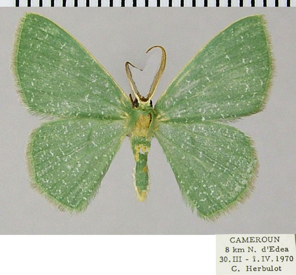 /filer/webapps/moths/media/images/P/pedicata_Prasinocyma_AM_ZSMa.jpg