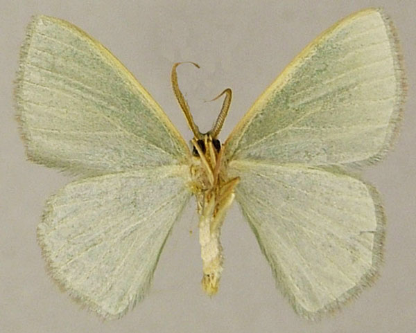 /filer/webapps/moths/media/images/P/pedicata_Prasinocyma_AM_ZSMb.jpg