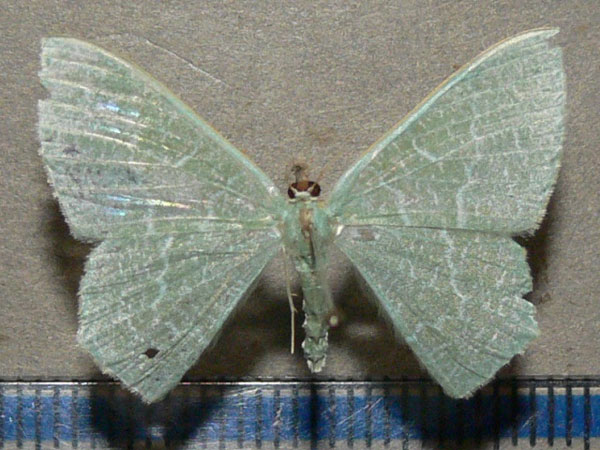 /filer/webapps/moths/media/images/P/pedicata_Prasinocyma_A_Goff_01.jpg